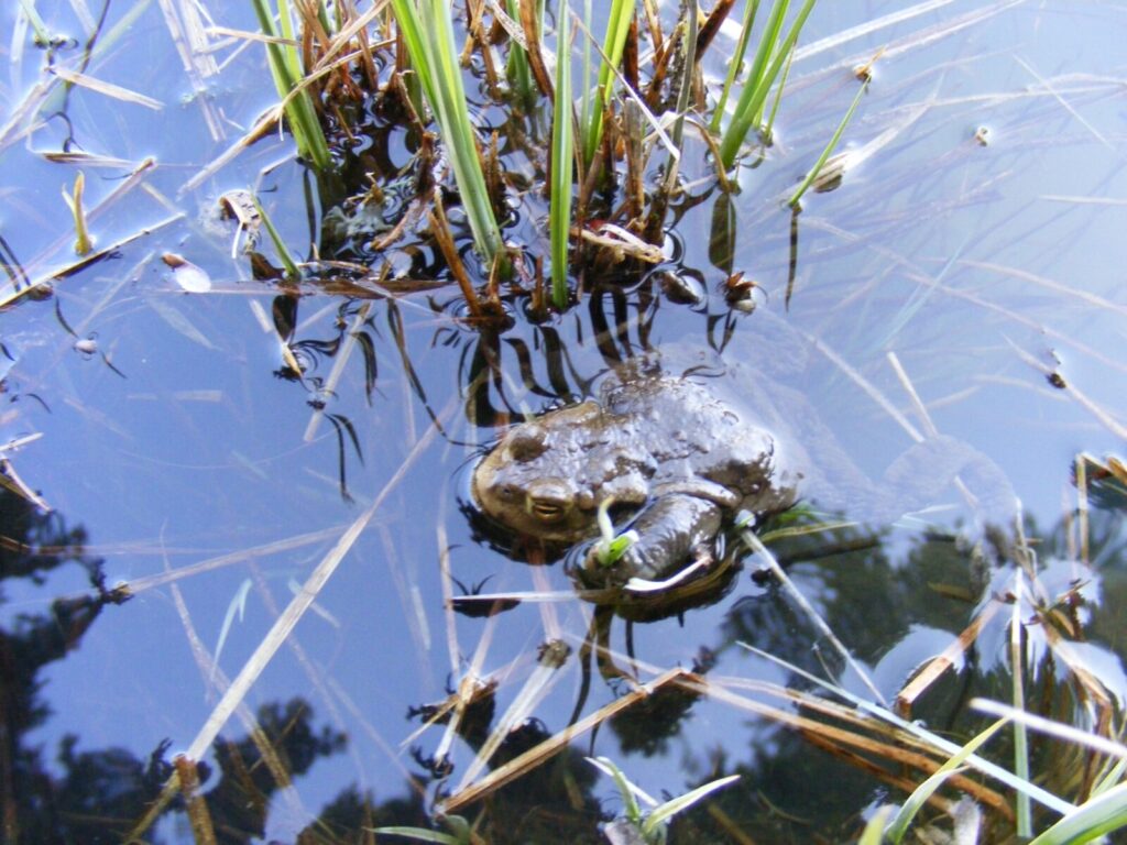 Ein Frosch im Teich