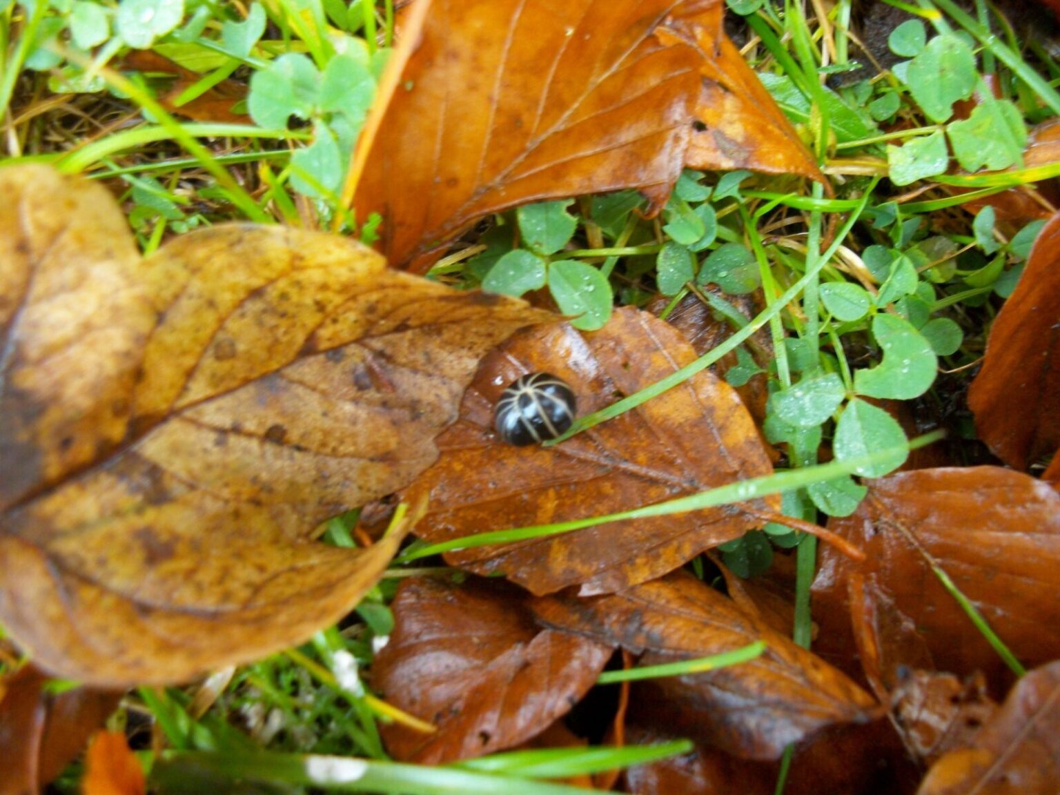 Ein Saftkugler im Herbstlaub