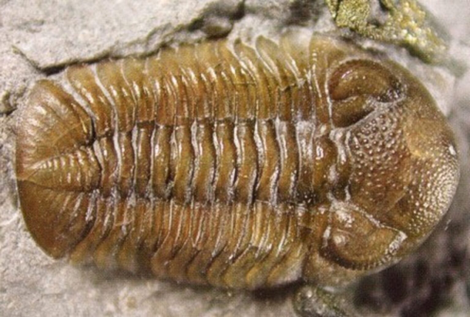 Trilobit