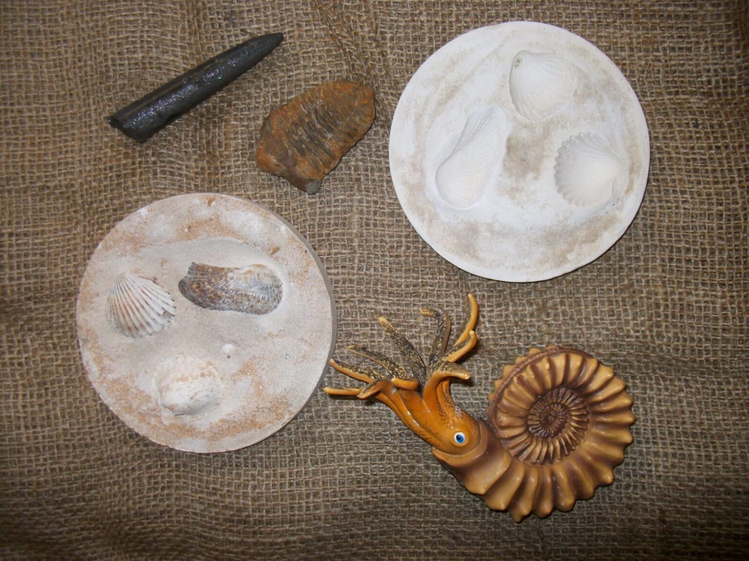 Plastikammonit, Gipsabdruck von Muscheln, Fossil eines Belemnit (Donnerkeil)