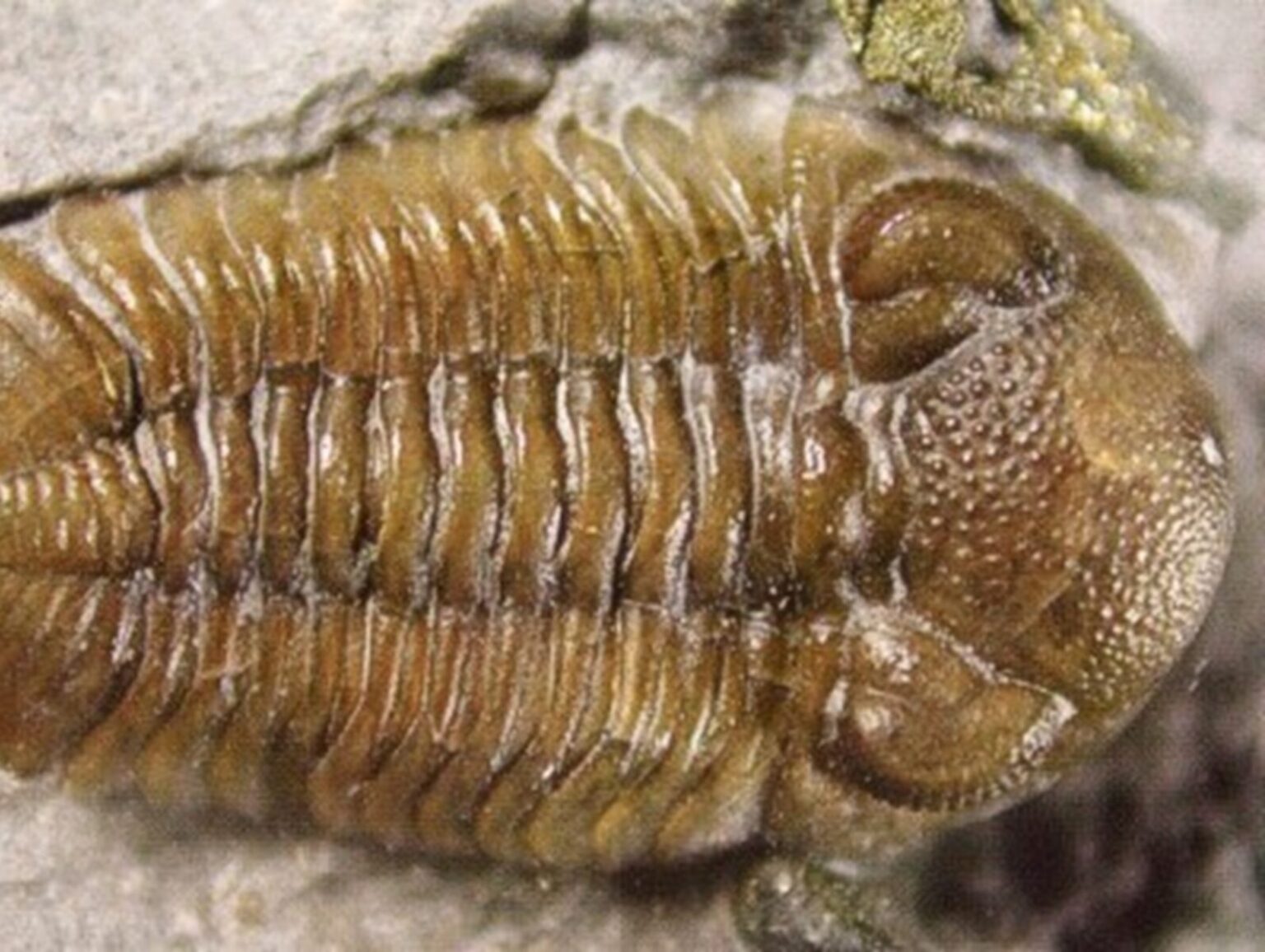 Fossil eines Trilobit