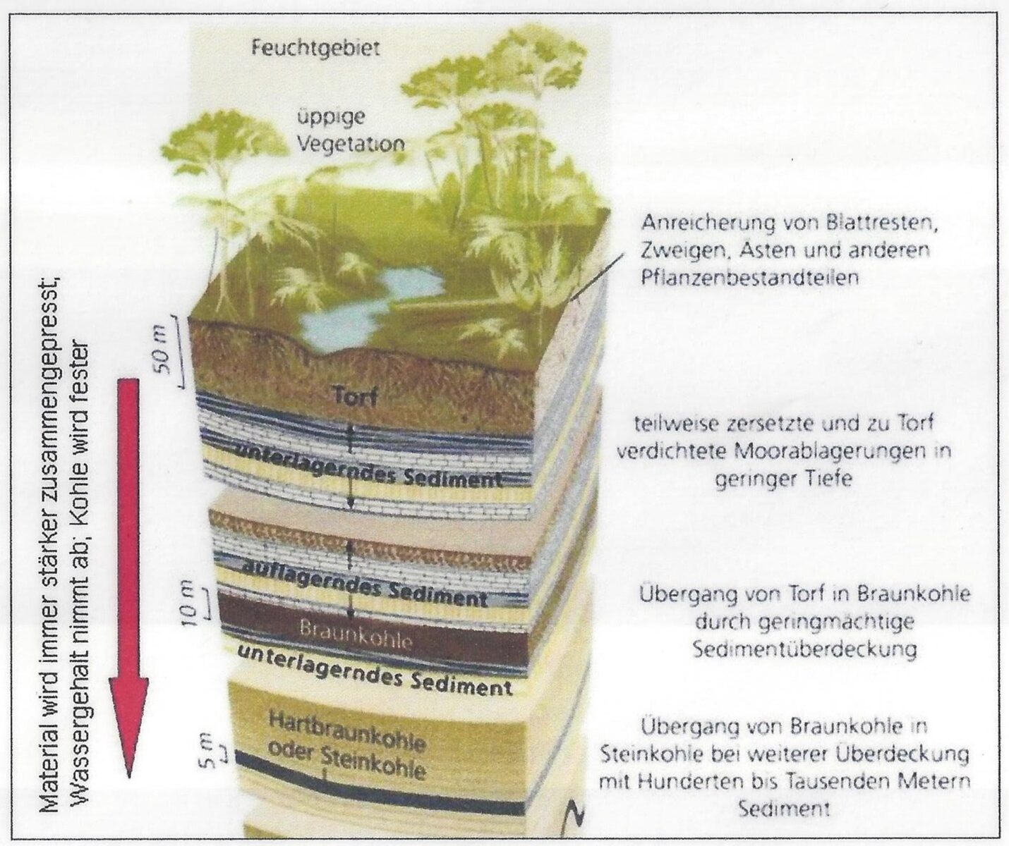 Modell von Kohleentstehung