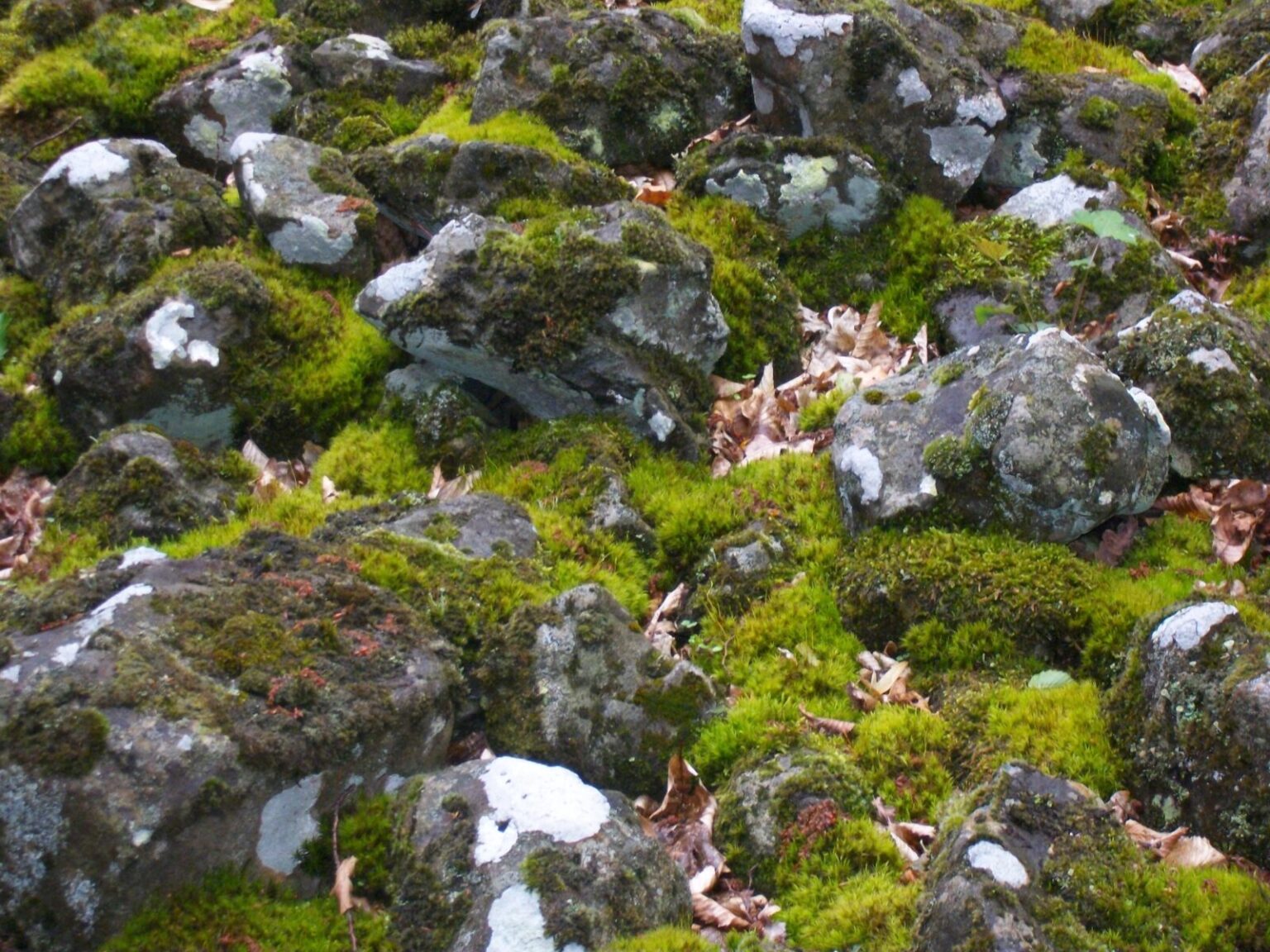 Mit Moos und Flechten bewachsene Basaltsteine