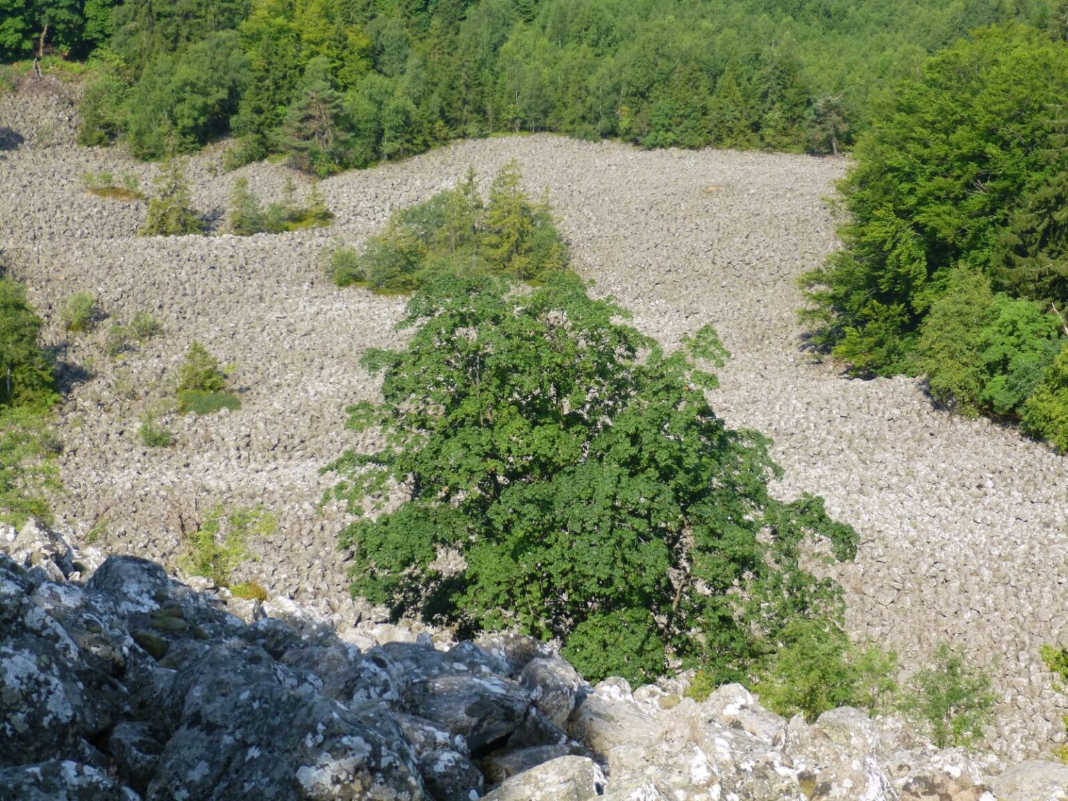 Der Schafstein, ein Blockmeer (Steinfeld)